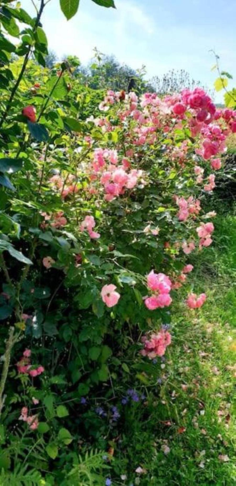 Drachenbronn-Birlenbach La Maison Des Roses מראה חיצוני תמונה