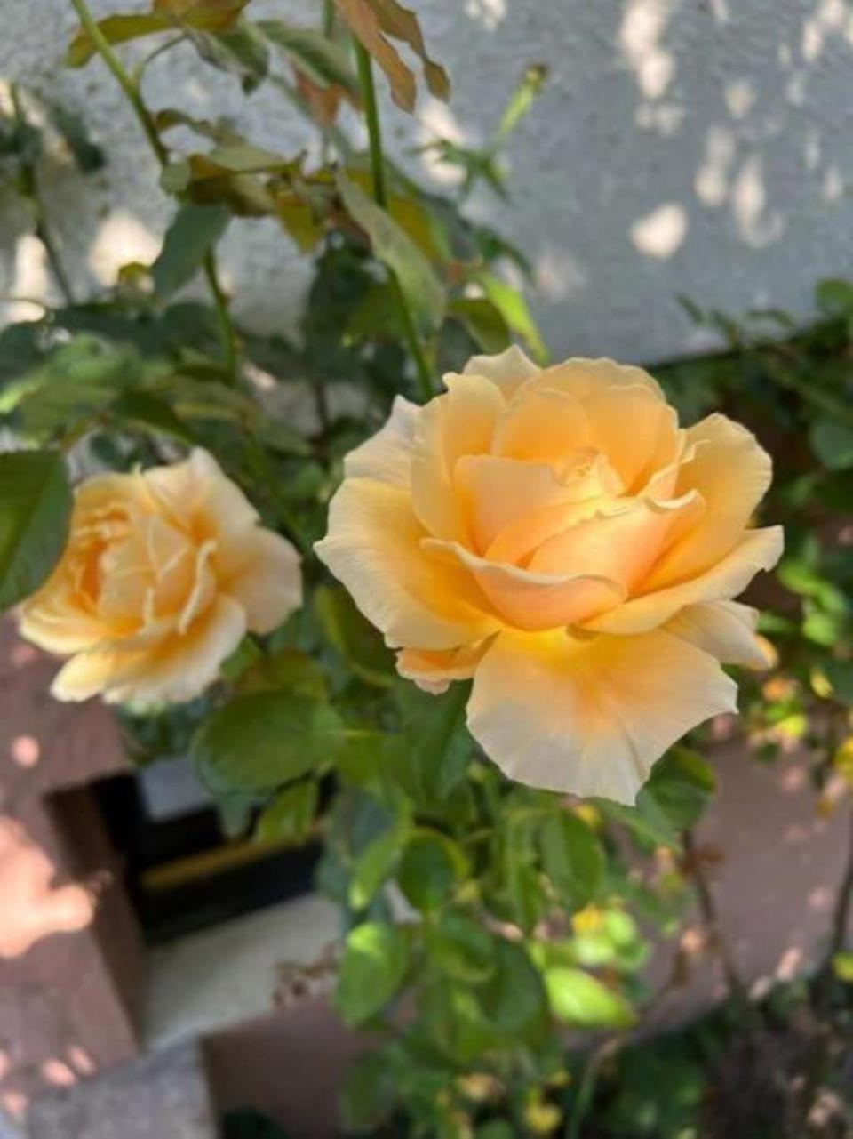 Drachenbronn-Birlenbach La Maison Des Roses מראה חיצוני תמונה