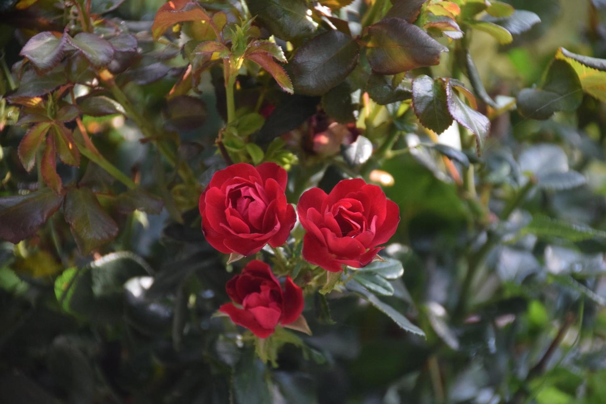 Drachenbronn-Birlenbach La Maison Des Roses מראה חיצוני תמונה